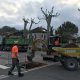 Place de la Mairie Plantation d'arbres